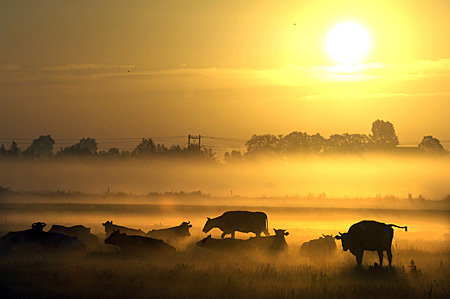10080652 400 koeien mist