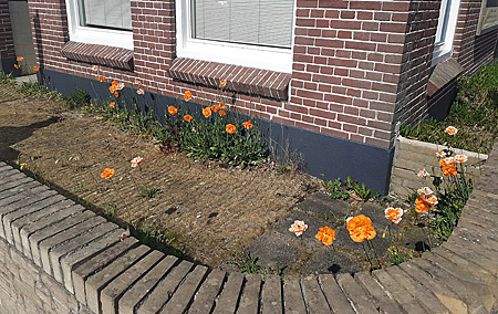 200427 Oranje papaver op Koningsdag 2