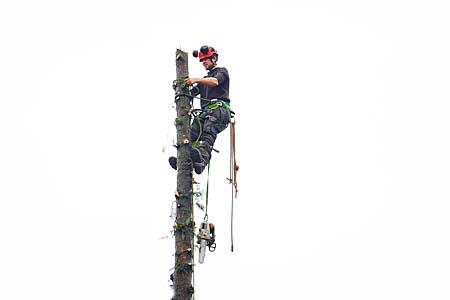 Hoveniers beleven momenteel topdrukte met het snoeien en kappen van bomen. Boomklimmer Mark Boersma van hoveniersbedrijf Feitze Dijkstra in Gorredijk zaagt op twaalf meter hoogte de kruin uit een conifeer. De zestig jaar oude boom stond met zijn bijna vijftien meter lengte langs een gracht in Heerenveen en werd tegelijk met een veertig jaar oude berk weggehaald. ,,Zo´n grote conifeer heb ik nog niet eerder gezien´´, aldus Bouma. Op tal van plaatsen is het bedrijf actief. De onlangs gestarte samenwerking met hovenier Chris Bouma in Terherne leverde daar een hausse aan te kappen bomen op. Rond een zonnepark langs de A7 bij Ureterp haalden de hoveniers zo’n 120 bomen van gemiddeld vijftien jaar oud om. Een flink aantal van de gekapte exemplaren zat rond de vijftig jaar.
