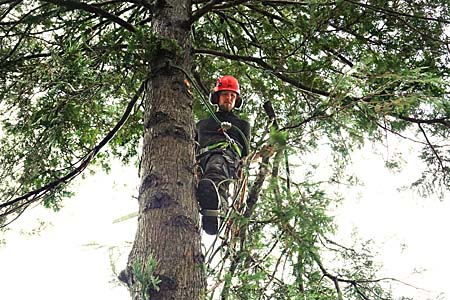 Hoveniers beleven momenteel topdrukte met het snoeien en kappen van bomen. Boomklimmer Mark Boersma van hoveniersbedrijf Feitze Dijkstra in Gorredijk zaagt op twaalf meter hoogte de kruin uit een conifeer. De zestig jaar oude boom stond met zijn bijna vijftien meter lengte langs een gracht in Heerenveen en werd tegelijk met een veertig jaar oude berk weggehaald. ,,Zo´n grote conifeer heb ik nog niet eerder gezien´´, aldus Bouma. Op tal van plaatsen is het bedrijf actief. De onlangs gestarte samenwerking met hovenier Chris Bouma in Terherne leverde daar een hausse aan te kappen bomen op. Rond een zonnepark langs de A7 bij Ureterp haalden de hoveniers zo’n 120 bomen van gemiddeld vijftien jaar oud om. Een flink aantal van de gekapte exemplaren zat rond de vijftig jaar.