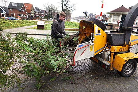 Hoveniers beleven momenteel topdrukte met het snoeien en kappen van bomen. Boomklimmer Mark Boersma van hoveniersbedrijf Feitze Dijkstra in Gorredijk zaagt op twaalf meter hoogte de kruin uit een conifeer. De zestig jaar oude boom stond met zijn bijna vijftien meter lengte langs een gracht in Heerenveen en werd tegelijk met een veertig jaar oude berk weggehaald. ,,Zo´n grote conifeer heb ik nog niet eerder gezien´´, aldus Bouma. Op tal van plaatsen is het bedrijf actief. De onlangs gestarte samenwerking met hovenier Chris Bouma in Terherne leverde daar een hausse aan te kappen bomen op. Rond een zonnepark langs de A7 bij Ureterp haalden de hoveniers zo’n 120 bomen van gemiddeld vijftien jaar oud om. Een flink aantal van de gekapte exemplaren zat rond de vijftig jaar. Op de foto versnippert Matthijs Veldstra de takken van de conifeer.